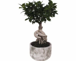 Chinesische Feige FloraSelf Ficus Microcarpa Ginseng H 30-40 Cm Ø 18 Cm Topf Inkl. Keramik Übertopf Deep Forest