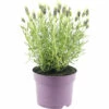 Schopflavendel FloraSelf Lavandula Stoechas 'Anouk' H 20-25 Cm Ø 15 Cm Topf Weiß 1 Schopflavendel FloraSelf Lavandula Stoechas 'Anouk' H 20-25 Cm Ø 15 Cm Topf Weiß -Florasellf Geschaft DV 8 10615309 01 4c CH 20230225214656