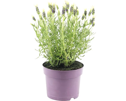 Schopflavendel FloraSelf Lavandula Stoechas 'Anouk' H 20-25 Cm Ø 15 Cm Topf Weiß 3 Schopflavendel FloraSelf Lavandula Stoechas 'Anouk' H 20-25 Cm Ø 15 Cm Topf Weiß
