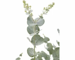 Mostgummi-Eukalyptus FloraSelf Eucalyptus Gunnii 'Azura' H Ca. 50 Cm Co 3 L -Florasellf Geschaft DV 8 10615313 02 4c CH 20230225214656