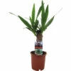 Riesen-Palmlilie, Yuccapalme FloraSelf Yucca Elephantipes H Ca. 40 Cm Ø 12 Cm Topf -Florasellf Geschaft DV 8 10620816 01 4c NL 20221215201720