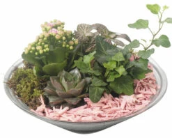 Zimmerpflanzen Arrangement Rosa FloraSelf Ø 30 Cm Glasschale