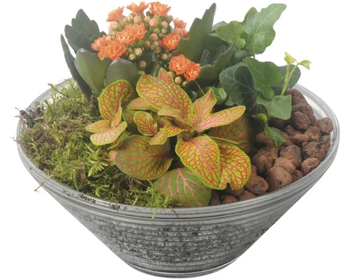 Zimmerpflanzen Arrangement Orange FloraSelf Ø 19 Cm Glasschale 3 Zimmerpflanzen Arrangement Orange FloraSelf Ø 19 Cm Glasschale