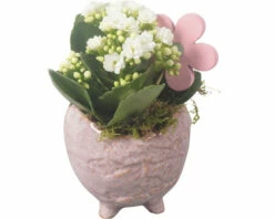 Flammendes Käthchen, Kalanchoe FloraSelf Inkl. Ø 10 Cm Keramik Übertopf