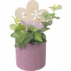 Efeu FloraSelf Ø 7 Cm Inkl. Keramik Übertopf Rosa 2 Efeu FloraSelf Ø 7 Cm Inkl. Keramik Übertopf Rosa -Florasellf Geschaft DV 8 10620836 01 4c NL 20221214101655