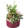 Zimmerpflanzen Arrangement FloraSelf Ø 18 Cm Keramikschale Muster Bordeaux 4 Pflanzen