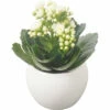 Kalanchoe FloraSelf Ø 8 Cm Topf Inkl. Keramik Übertopf Weiß 1 Kalanchoe FloraSelf Ø 8 Cm Topf Inkl. Keramik Übertopf Weiß -Florasellf Geschaft DV 8 10620847 01 4c NL 20221214111835