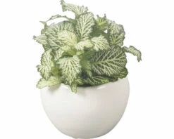 Mosaikpflanze FloraSelf Ø 8 Cm Topf Inkl. Keramik Übertopf Weiß