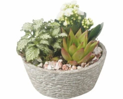 Zimmerpflanzen Arrangement FloraSelf Ø 17 Cm Betonschale Rugged