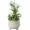 Zimmerpflanzen Arrangement FloraSelf Ø 17 Cm Keramikschale 3 Pflanzen -Florasellf Geschaft DV 8 10620854 01 4c NL 20221214105013