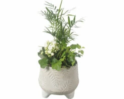 Zimmerpflanzen Arrangement FloraSelf Ø 17 Cm Keramikschale 3 Pflanzen
