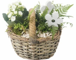 Zimmerpflanzen Arrangement FloraSelf Ø 19 Cm Pflanzkorb Schilf 2 Pflanzen