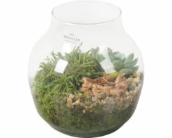 Zimmerpflanzen Arrangement Natur FloraSelf Ø 18 Cm Glasvase Edge 100% Recyceltes Glas