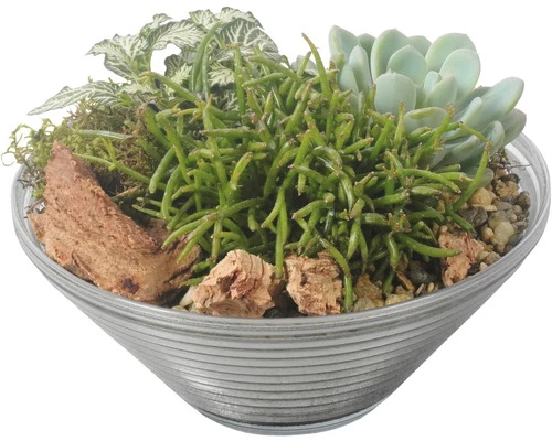 Zimmerpflanzen Arrangement Nature FloraSelf Ø 19 Cm Glasschale 3 Zimmerpflanzen Arrangement Nature FloraSelf Ø 19 Cm Glasschale