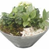 Zimmerpflanzen Arrangement Weiß FloraSelf Ø 19 Cm Glasschale -Florasellf Geschaft DV 8 10620865 01 4c NL 20221214101655