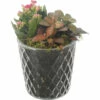 Zimmerpflanzen Arrangement Rot FloraSelf Ø 12 Cm Glas Diamond -Florasellf Geschaft DV 8 10620867 01 4c NL 20221214101655