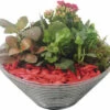 Zimmerpflanzen Arrangement Rot FloraSelf Ø 19 Cm Glasschale -Florasellf Geschaft DV 8 10620870 01 4c NL 20221214101924