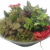 Zimmerpflanzen Arrangement Rot FloraSelf Ø 30 Cm Glasschale
