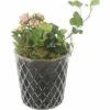 Zimmerpflanzen Arrangement Rosa FloraSelf Ø 12 Cm Glas Diamond -Florasellf Geschaft DV 8 10620872 01 4c NL 20221214104700