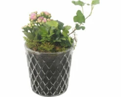 Zimmerpflanzen Arrangement Rosa FloraSelf Ø 12 Cm Glas Diamond