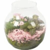 Zimmerpflanzen Arrangement Rosa FloraSelf Ø 18 Cm Glasvase Edge 100% Recyceltes Glas -Florasellf Geschaft DV 8 10620874 01 4c NL 20221214111923