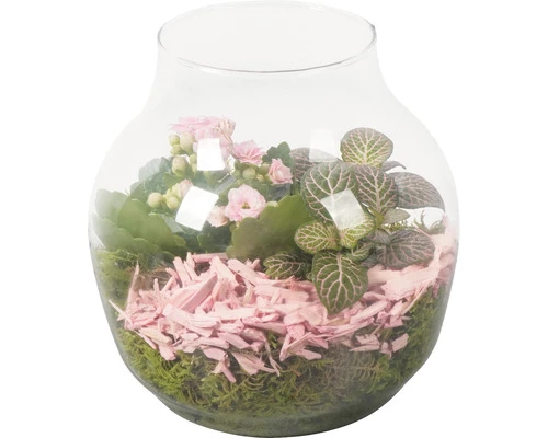 Zimmerpflanzen Arrangement Rosa FloraSelf Ø 18 Cm Glasvase Edge 100% Recyceltes Glas 3 Zimmerpflanzen Arrangement Rosa FloraSelf Ø 18 Cm Glasvase Edge 100% Recyceltes Glas