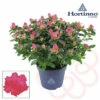 Zimmerazalee FloraSelf Hortinno® Rosa H 20-25 Cm Ø 13 Cm Topf -Florasellf Geschaft DV 8 10620879 01 4c NL 20221213134756