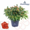 Zimmerazalee FloraSelf Hortinno® Rot H 20-25 Cm Ø 13 Cm Topf