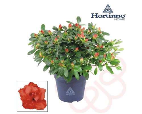 Zimmerazalee FloraSelf Hortinno® Rot H 20-25 Cm Ø 13 Cm Topf 3 Zimmerazalee FloraSelf Hortinno® Rot H 20-25 Cm Ø 13 Cm Topf
