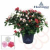 Zimmerazalee FloraSelf Hortinno® Home Multicolor 'Classic Collection' H 20-25 Cm Ø 13 Cm Topf -Florasellf Geschaft DV 8 10620882 01 4c NL 20221213134756