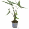 Alocasie, Tiger-Pfeilblatt FloraSelf Alocasia Tigrina H Ca. 60 Cm Ø 17 Cm Topf -Florasellf Geschaft DV 8 10620883 01 4c NL 20221214101655