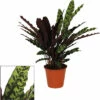 Lanzenblättrige Korbmarante FloraSelf Calathea Insignis H Ca. 85 Cm Ø 17 Cm Topf -Florasellf Geschaft DV 8 10620884 01 4c NL 20221215144759