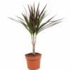 Drachenbaum FloraSelf Dracaena Marginata H Ca. 65 Cm Ø 12 Cm Topf -Florasellf Geschaft DV 8 10620886 01 4c NL 20221215141754