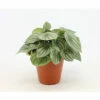 Silberblatt-Peperomie FloraSelf Peperomia Argyreia H Ca. 25 Cm Ø 15 Cm Topf -Florasellf Geschaft DV 8 10620887 01 4c NL 20221213131752