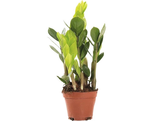 Glücksfeder FloraSelf Zamioculcas Zamiifolia H Ca. 35 Cm Ø 10,5 Cm Topf 3 Glücksfeder FloraSelf Zamioculcas Zamiifolia H Ca. 35 Cm Ø 10,5 Cm Topf
