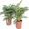 Kolbenfaden FloraSelf Aglaonema 'Silver Splash' H Ca. 70 Cm Ø 21 Cm Topf 1 Kolbenfaden FloraSelf Aglaonema 'Silver Splash' H Ca. 70 Cm Ø 21 Cm Topf -Florasellf Geschaft DV 8 10620898 03 4c NL 20230104141656