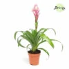 Guzmania FloraSelf Guzmania Candy H Ca. 40 Cm Ø 12 Cm Topf