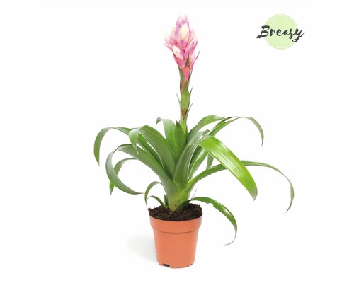 Guzmania FloraSelf Guzmania Candy H Ca. 40 Cm Ø 12 Cm Topf 3 Guzmania FloraSelf Guzmania Candy H Ca. 40 Cm Ø 12 Cm Topf