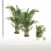 Fischschwanzpalme FloraSelf Caryota Mitis H Ca. 160 Cm Ø 24 Cm Topf