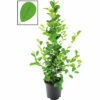 Chinesische Feige Lorbeer-Feige FloraSelf Ficus Moclame H Ca. 105 Cm Ø 21 Cm Topf