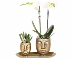 Geschenk-Set Klein Botique Chic Gold FloraSelf Mit Orchidee, Sukkulenten Und Tablett Oval 30 Cm