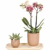 Geschenk-Set Klein Colonial Green Cognac FloraSelf Mit Orchidee, Echeveria Und Bambustablett Oval 30 Cm -Florasellf Geschaft DV 8 10622300 01 4c NL 20221209124650