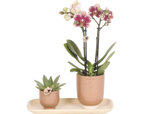 Geschenk-Set Klein Colonial Green Cognac FloraSelf Mit Orchidee, Echeveria Und Bambustablett Oval 30 Cm 3 Geschenk-Set Klein Colonial Green Cognac FloraSelf Mit Orchidee, Echeveria Und Bambustablett Oval 30 Cm