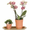 Geschenk-Set Culture FloraSelf Mit Orchidee, Rhipsalis Und Tablett Oval 30 Cm -Florasellf Geschaft DV 8 10622301 01 4c NL 20221209132932