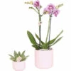 Geschenk-Set Floral Blush FloraSelf Mit Orchidee, Sukkulente Und Tablett Oval 30 Cm 1 Geschenk-Set Floral Blush FloraSelf Mit Orchidee, Sukkulente Und Tablett Oval 30 Cm -Florasellf Geschaft DV 8 10622302 01 4c NL 20221209124750