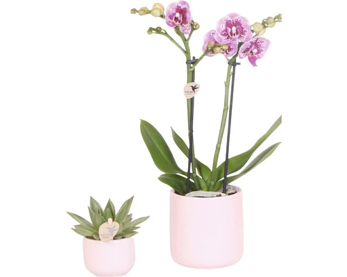 Geschenk-Set Floral Blush FloraSelf Mit Orchidee, Sukkulente Und Tablett Oval 30 Cm 3 Geschenk-Set Floral Blush FloraSelf Mit Orchidee, Sukkulente Und Tablett Oval 30 Cm