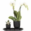 Geschenk-Set Klein Home Hub Black FloraSelf Mit Orchidee, Sukkulenten Und Und Tablett Oval 30 Cm -Florasellf Geschaft DV 8 10622303 01 4c NL 20221209131753