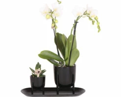 Geschenk-Set Klein Home Hub Black FloraSelf Mit Orchidee, Sukkulenten Und Und Tablett Oval 30 Cm
