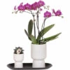 Geschenk-Set Klein Home Hub Grey FloraSelf Mit Orchidee, Sukkulenten Und Und Tablett Oval 30 Cm