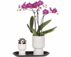 Geschenk-Set Klein Home Hub Grey FloraSelf Mit Orchidee, Sukkulenten Und Und Tablett Oval 30 Cm